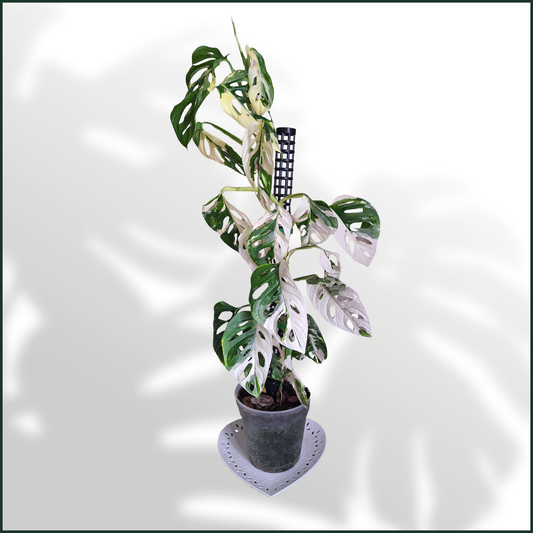 Monstera Adonsonii Albo