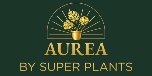 Aurea by Super Plants