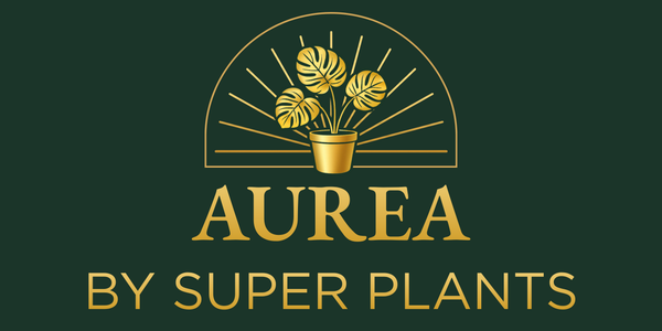 Aurea by Super Plants