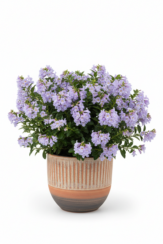 Freylinia Tropica │Blue Honey-Bell