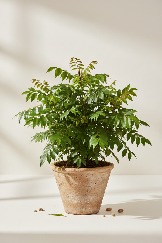 Harpephyllum Caffrum │Wild Plum