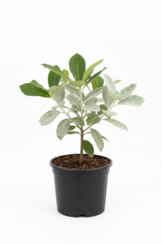 Brachylaena Discolour │Coastal Silver Oak
