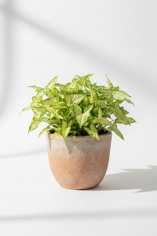 Syngonium Podophyllum │Pixie